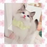 ラグドール