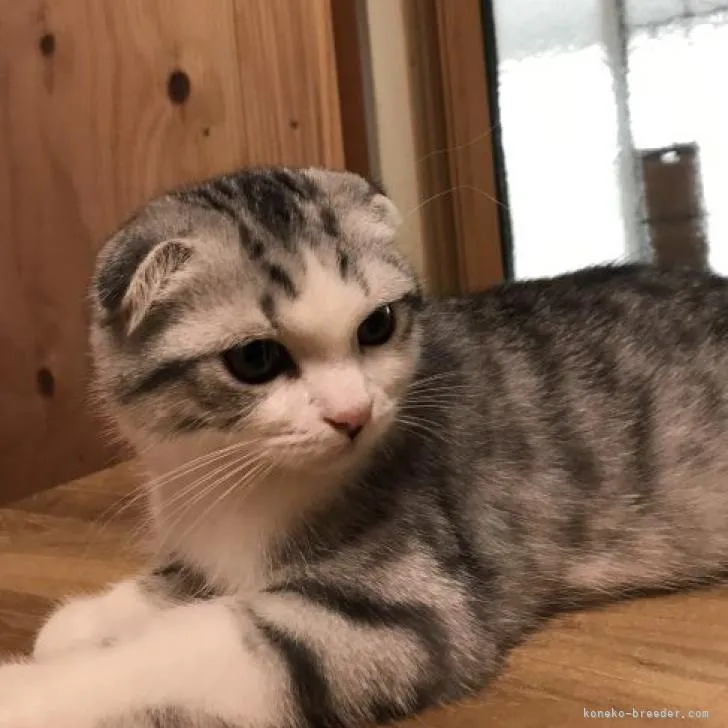 ID:2207-03316の子猫