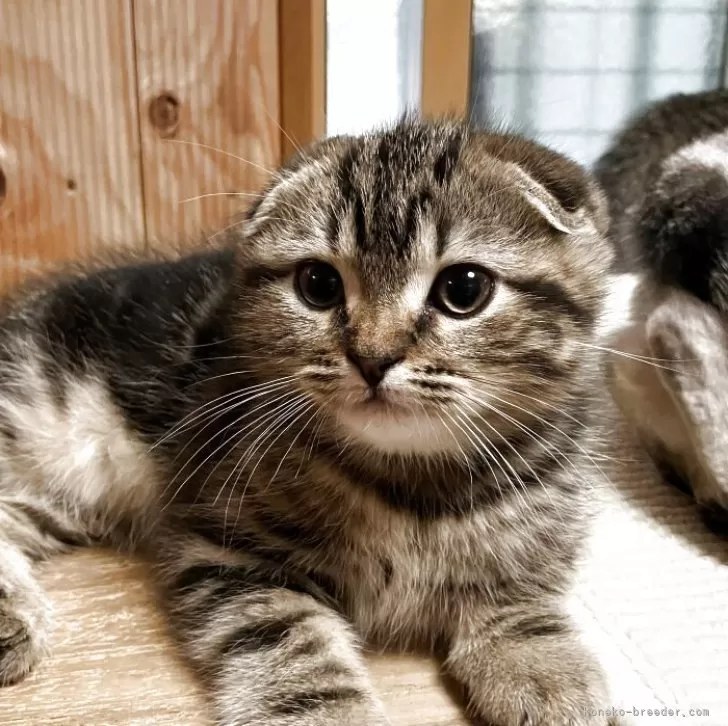 ID:2503-02341の子猫