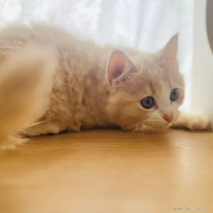 ID:2407-02394の子猫