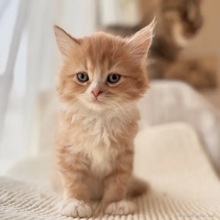 ID:2307-03509の子猫