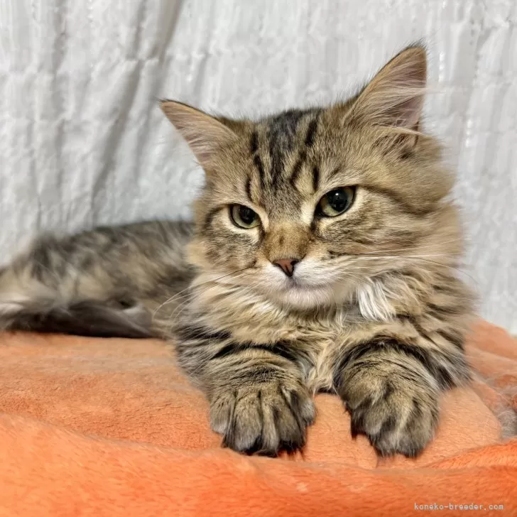 ID:2410-03001の子猫