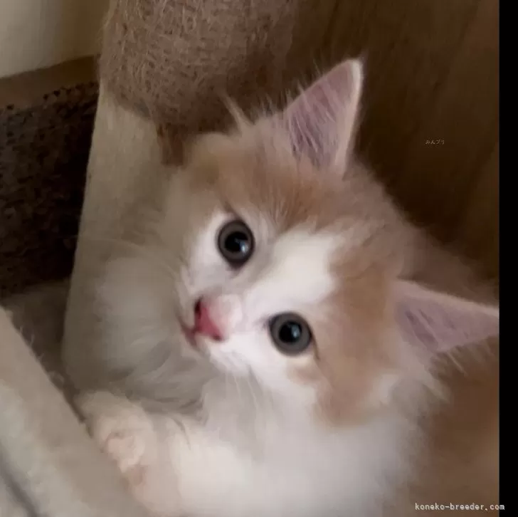 ID:2408-01518の子猫