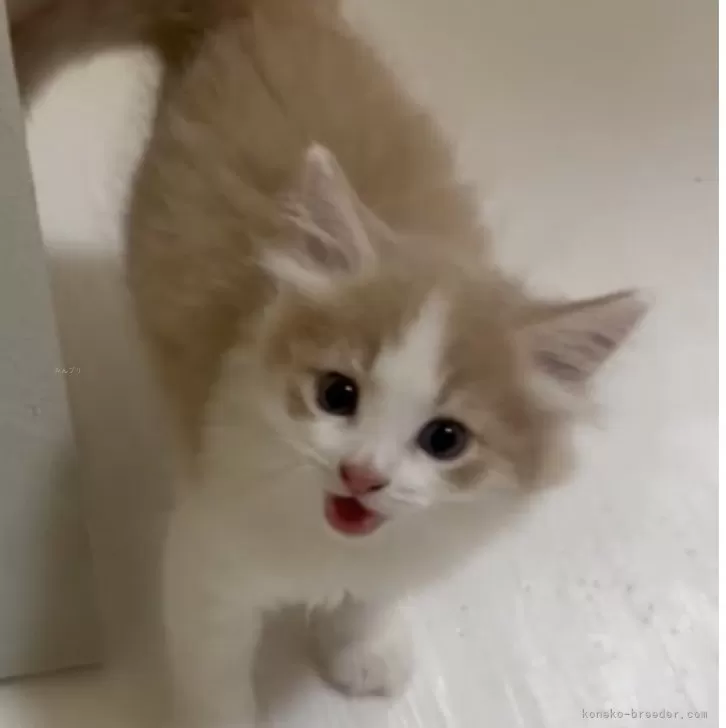 ID:2408-01528の子猫