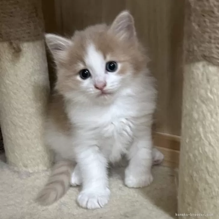 ID:2408-01532の子猫