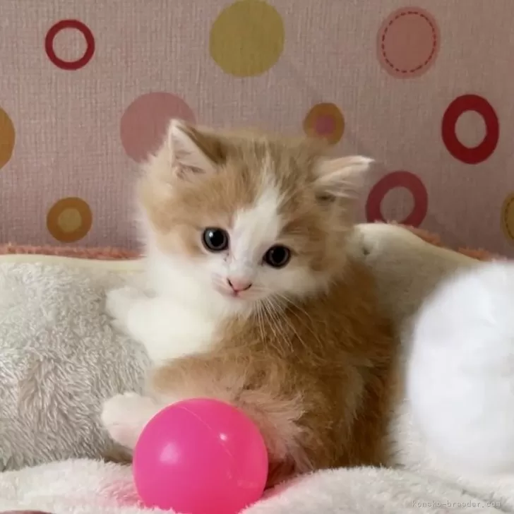 ID:2504-01246の子猫