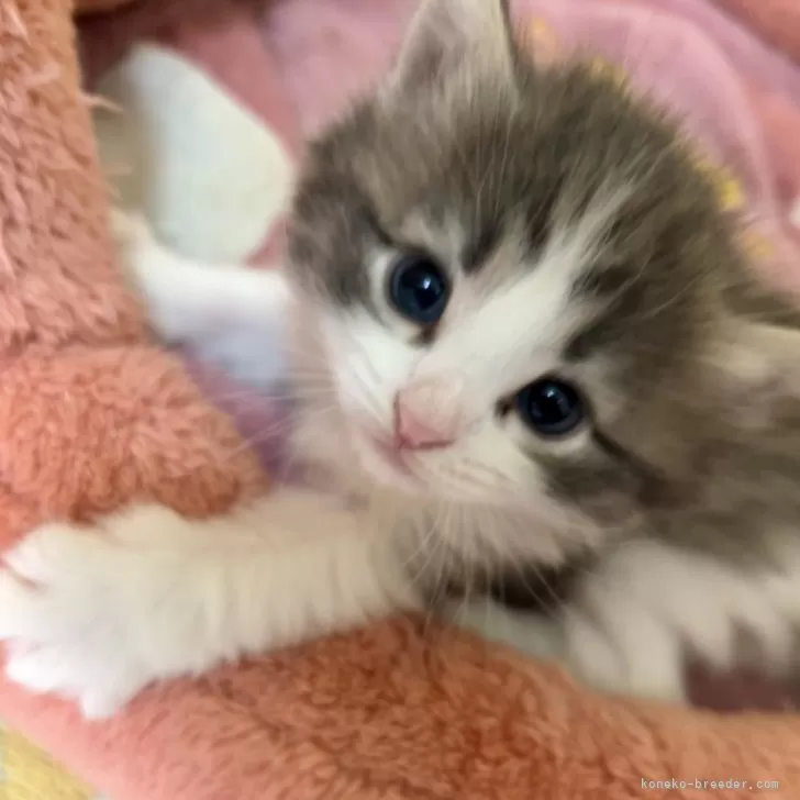 ID:2504-00963の子猫