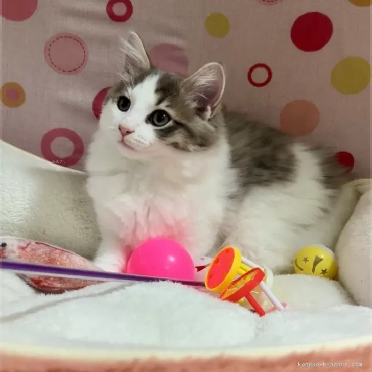 ID:2412-02341の子猫