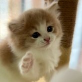 ノルウェージャンフォレストキャット