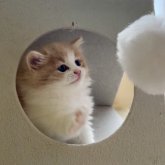 ノルウェージャンフォレストキャット