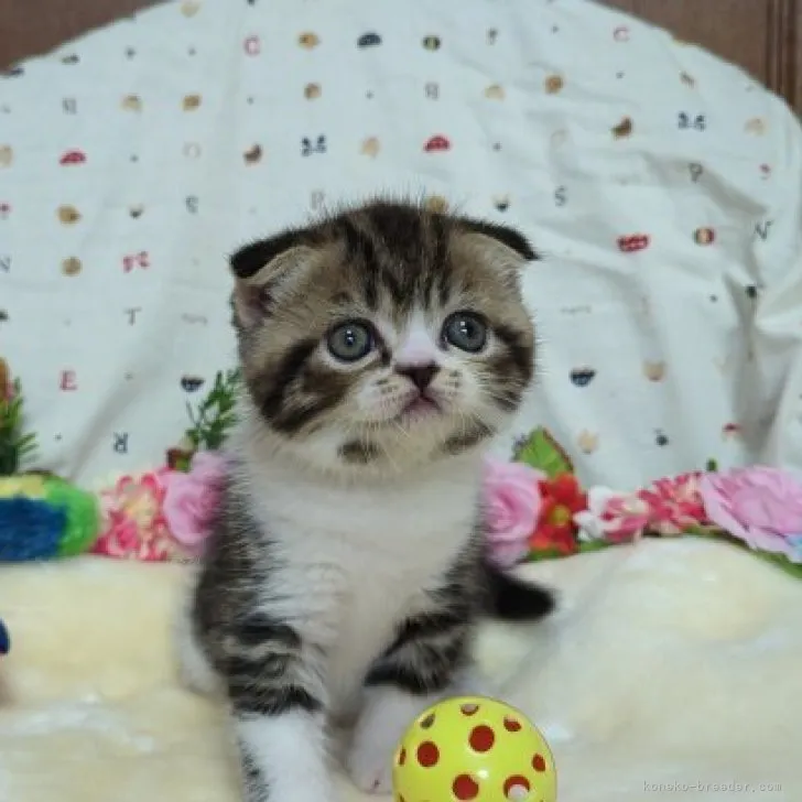 ID:2309-01622の子猫