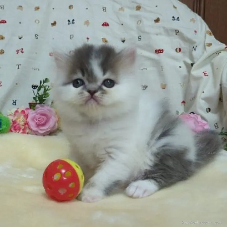 ID:2309-01621の子猫
