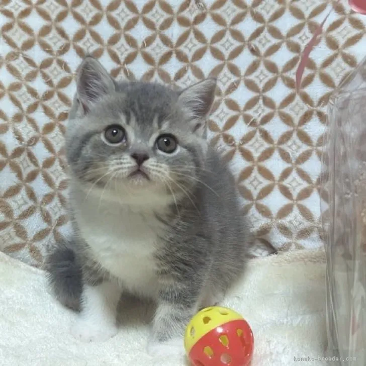 ID:2306-03383の子猫