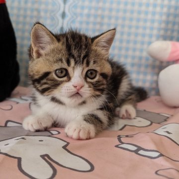 長崎県のブリーダーを探す｜みんなの子猫ブリーダー