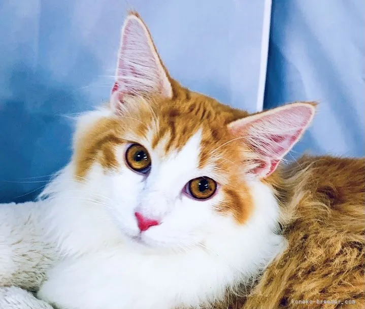 ID:2103-01975の子猫