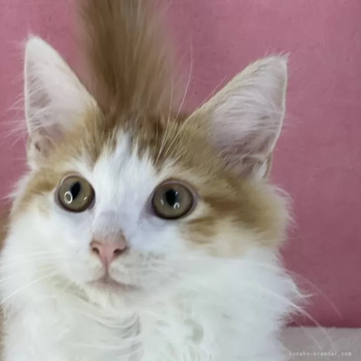 ID:2410-01404の子猫