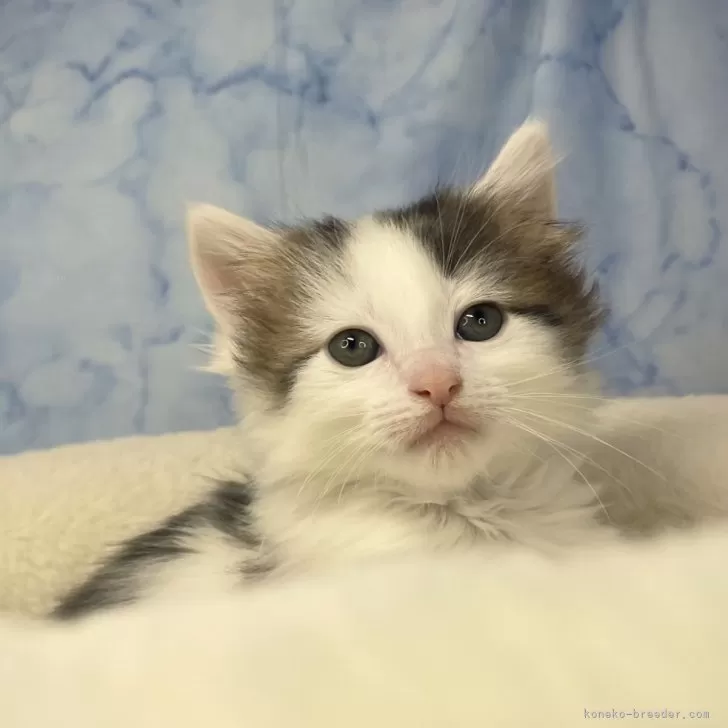 ID:2502-00037の子猫