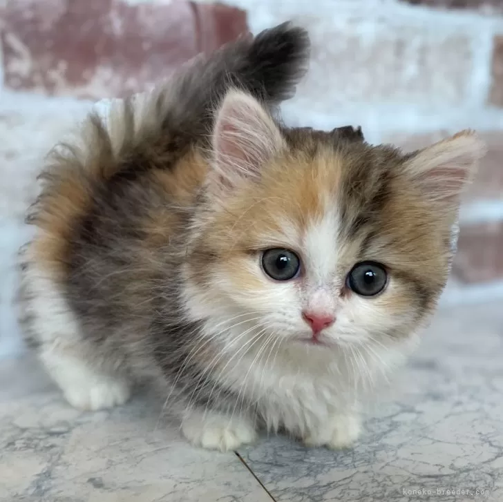 ID:2407-00347の子猫