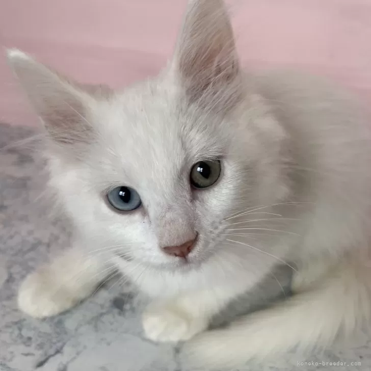 ID:2411-02124の子猫