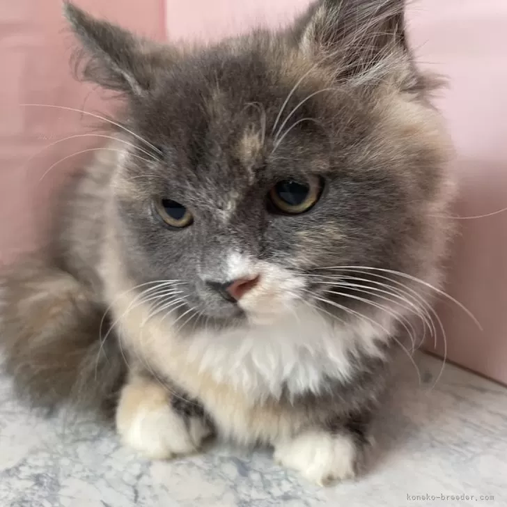 ID:2410-01615の子猫