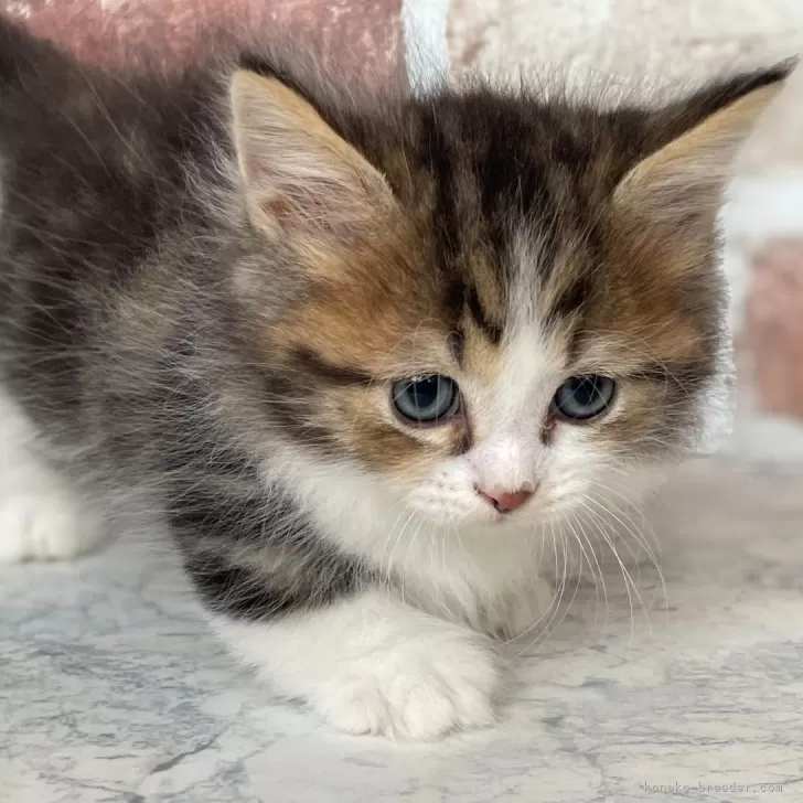 シーアー 様のお迎えした子猫