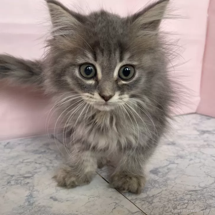 ID:2411-02130の子猫