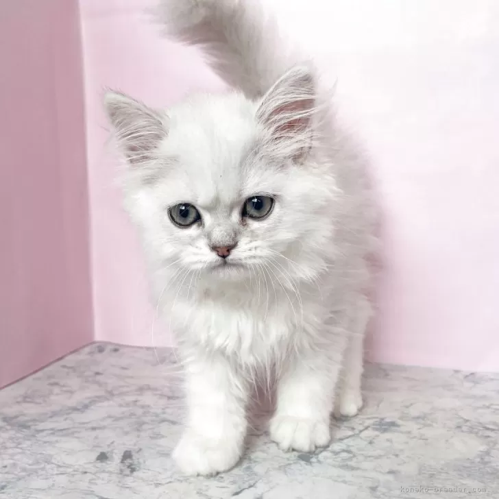 ID:2504-02701の子猫