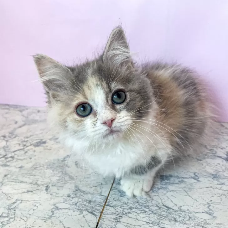 ID:2502-00791の子猫