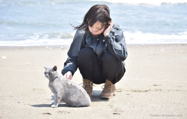 海の匂い｜望月　由美子(もちづき　ゆみこ)ブリーダー(茨城県・ブリティッシュショートヘア・ICC登録)の紹介写真6