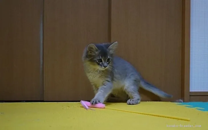 ID:1904-02023の子猫