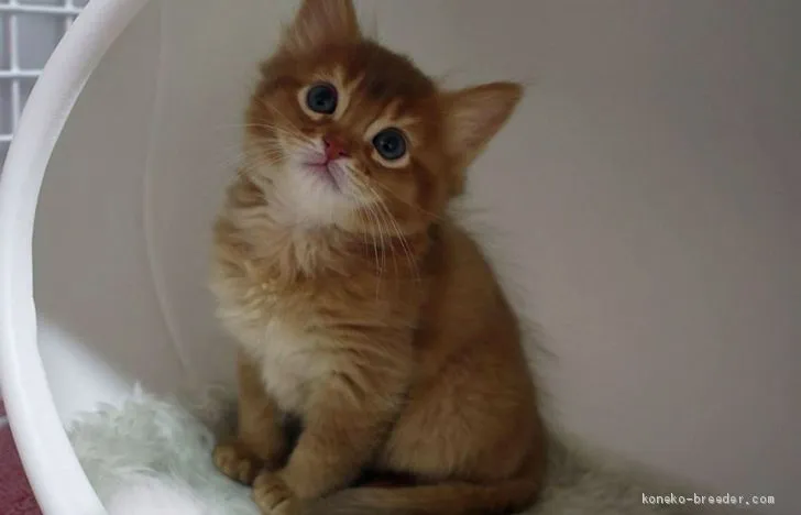 ID:1912-01321の子猫