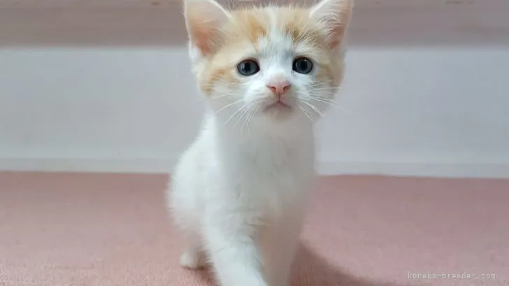 ID：2204-00507の子猫