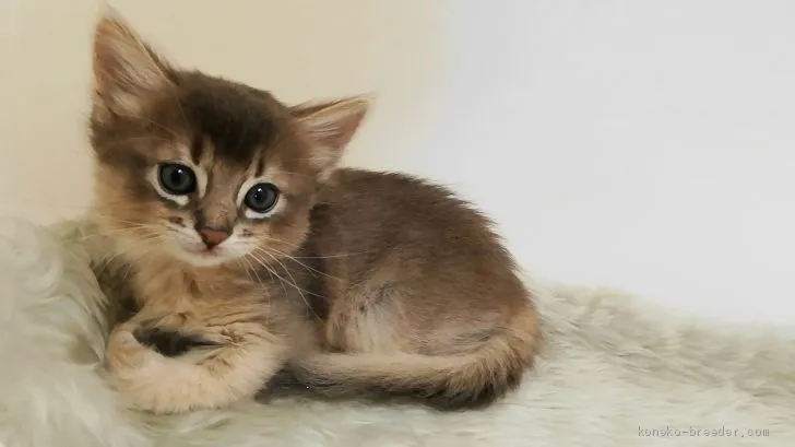ID:1907-01774の子猫
