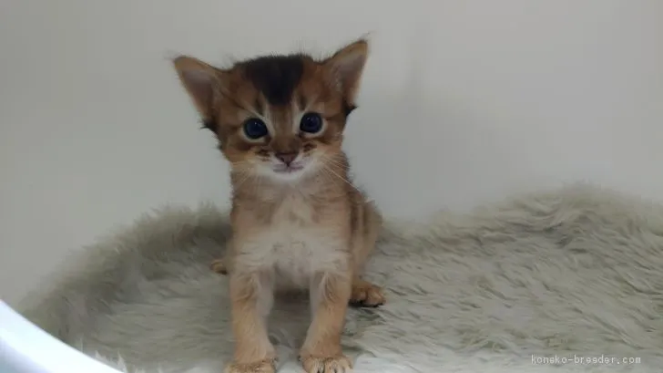 ID:1908-00074の子猫