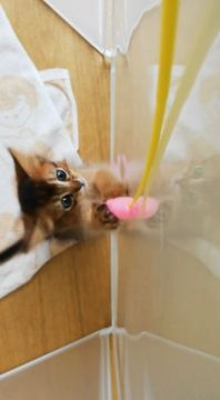 ソマリ【大阪府・女の子・2019年7月7日・ルディ】の写真「動画更新しました！お目目の可愛い女のコ♡」