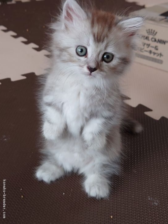 新潟県でおすすめの猫のブリーダー キャッテリー特集 みんなのペットライフ