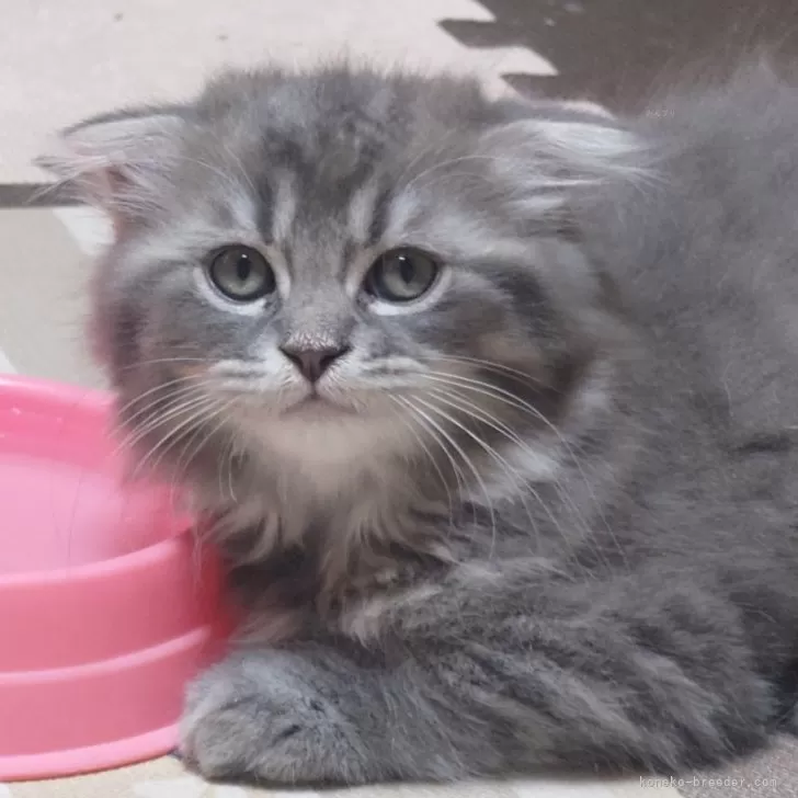 ID:2408-00566の子猫