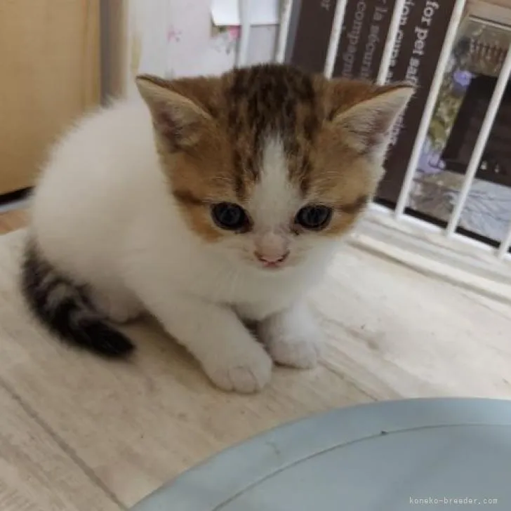 ID:2210-00868の子猫