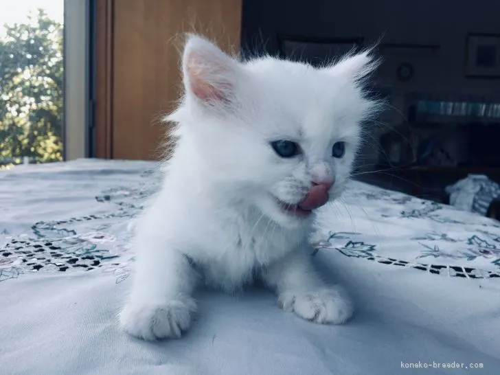 ID:2008-00979の子猫