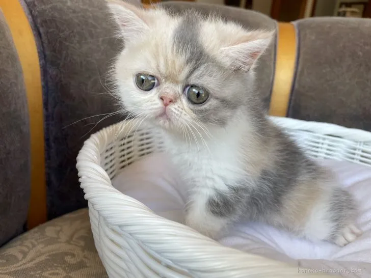 ID:2110-01202の子猫