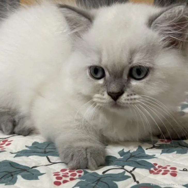 ID:2306-02530の子猫