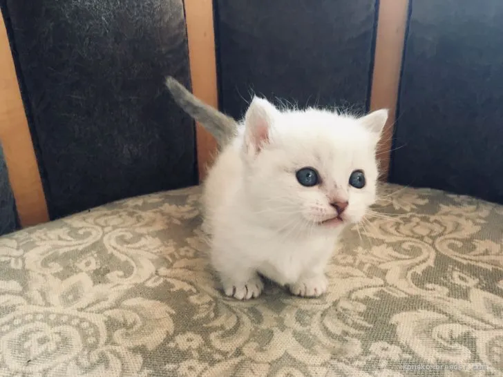 ID:2012-00749の子猫
