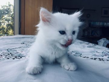 マンチカン(長足)【岡山県・男の子・2020年7月8日・ホワイト（短毛〜中毛）】の写真「ブルーのお目々💕とても元気で甘えん坊の男の子です😸」