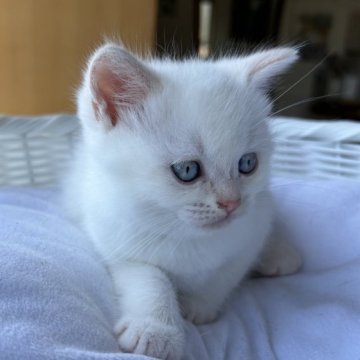 マンチカン(長足)【岡山県・男の子・2023年5月10日・クリームポイント（短毛）】の写真「お目々がブルーでクリームポイントの男の子です💕」