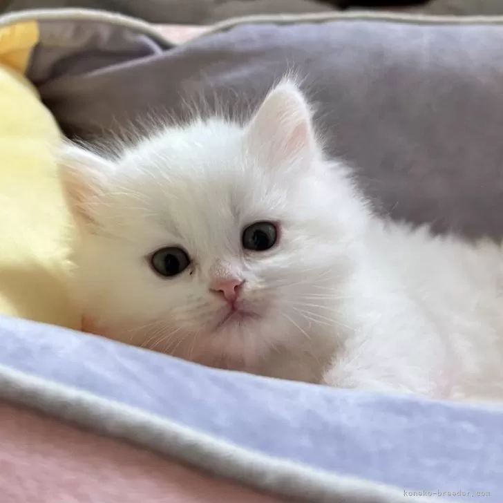ID:2501-00177の子猫