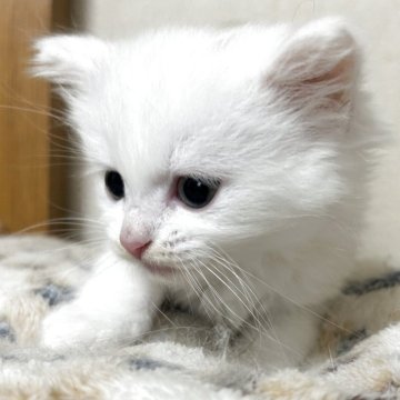 マンチカン(長足)【岡山県・男の子・2025年3月17日・ホワイト】の写真「ホワイトの男の子です💕」