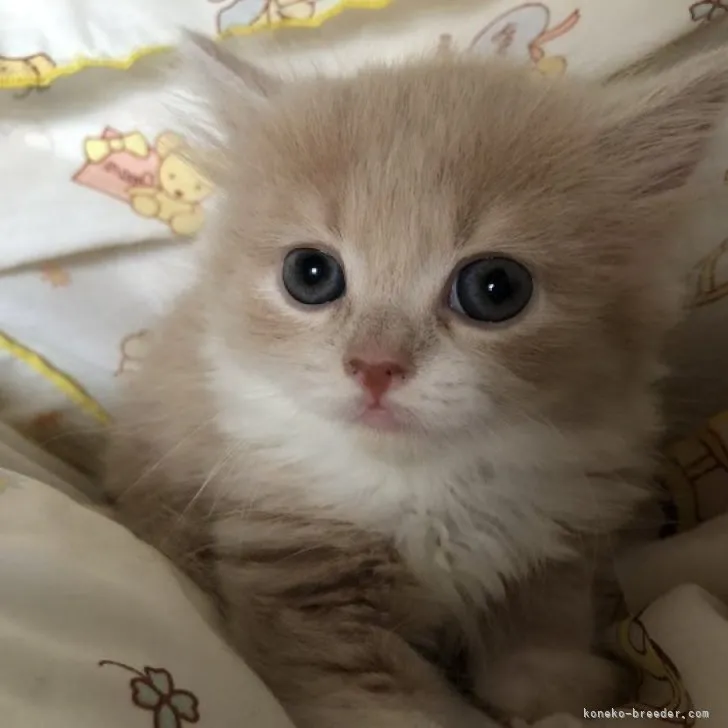 ID:2308-01209の子猫