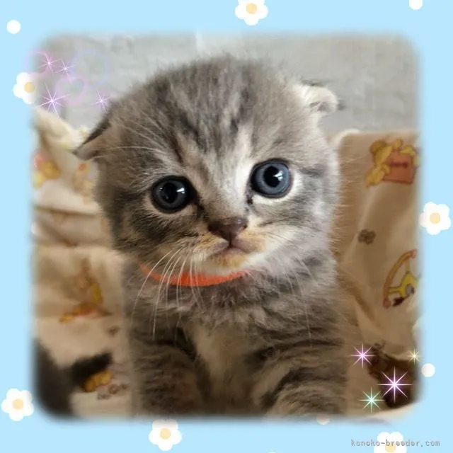 ID:2204-01470の子猫
