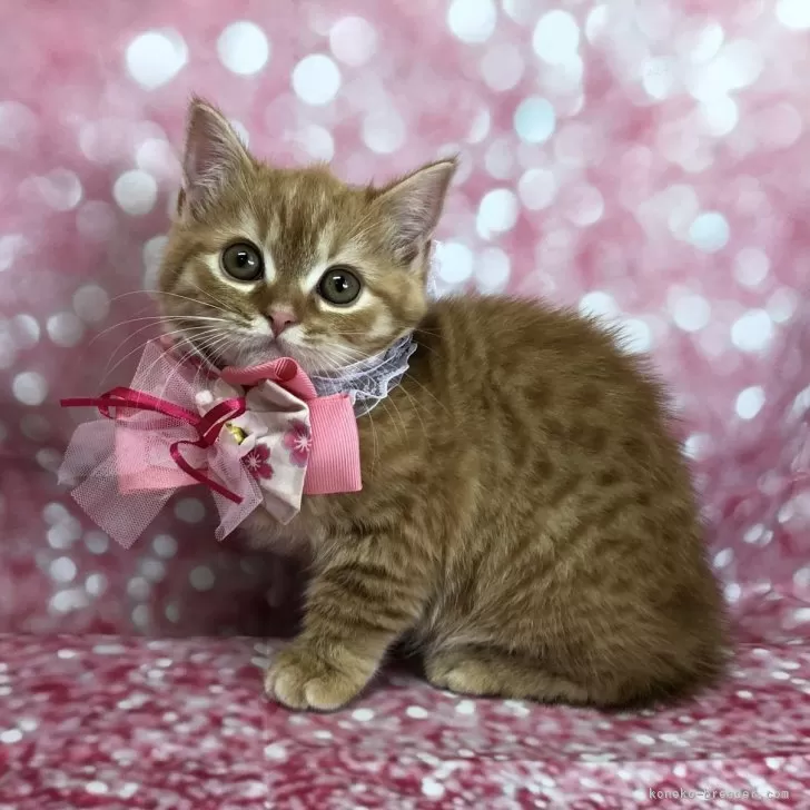 ID:2401-01212の子猫