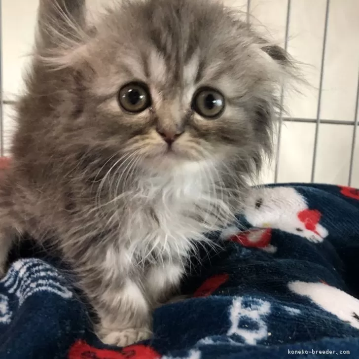 ID:2406-01298の子猫